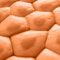 nanotechnology bio materials tissues