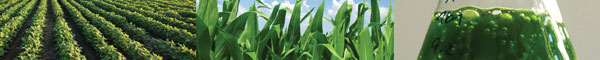 Bio Energy